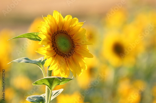 Sonnenblume / Helianthus annuus / sunflower