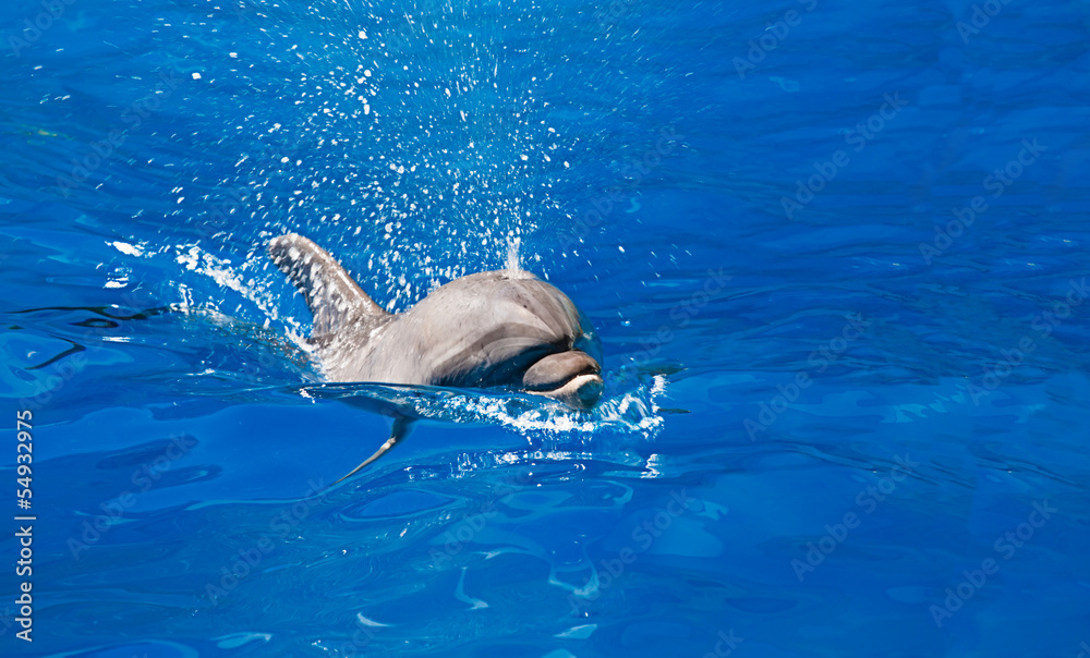 Obraz premium Dolphin in the water park