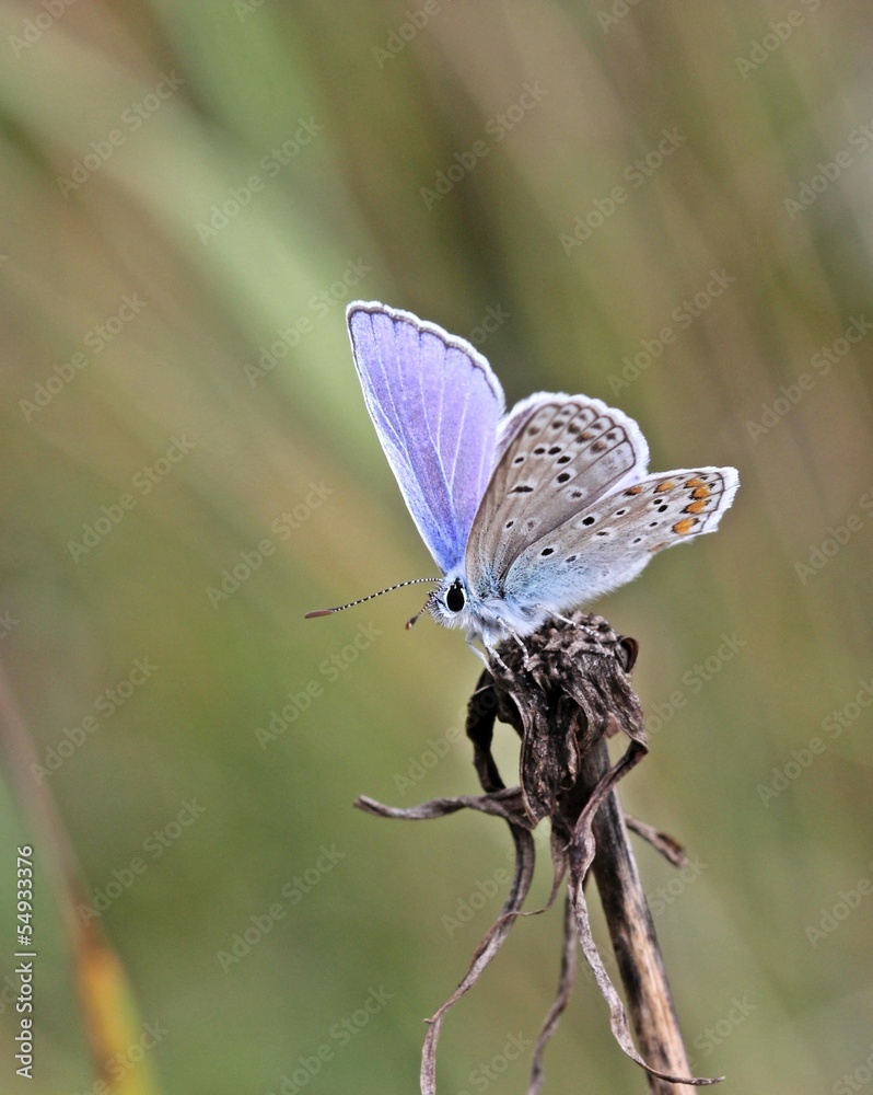 Obraz premium Hauhechel-Bläuling (Polyommatus icarus)