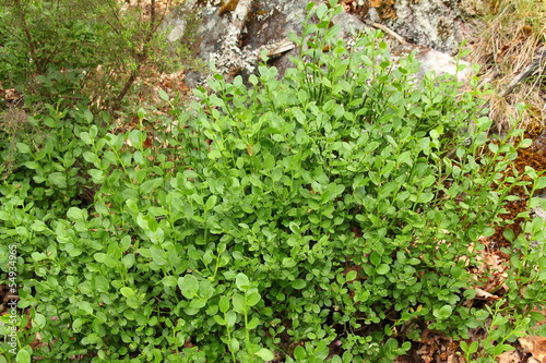 Anabia, Arándano, Arandanera. Vaccinium myrtillus. photo