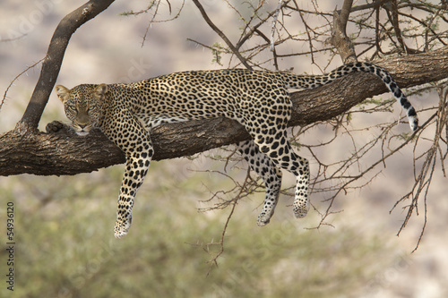 Wild leopard resting on a tree branch