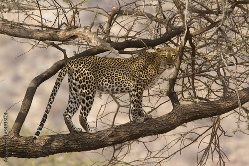 Wild leopard walking on a tree branch