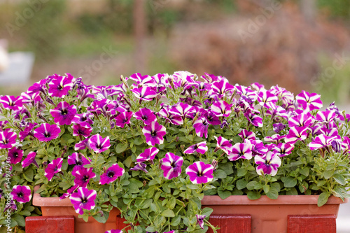 purple white petunia