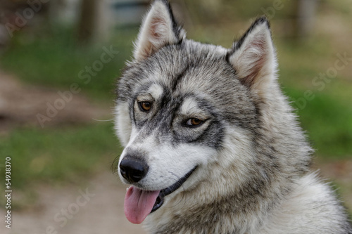 husky dog