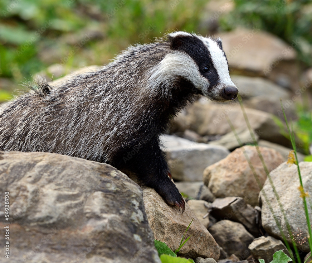 Badger