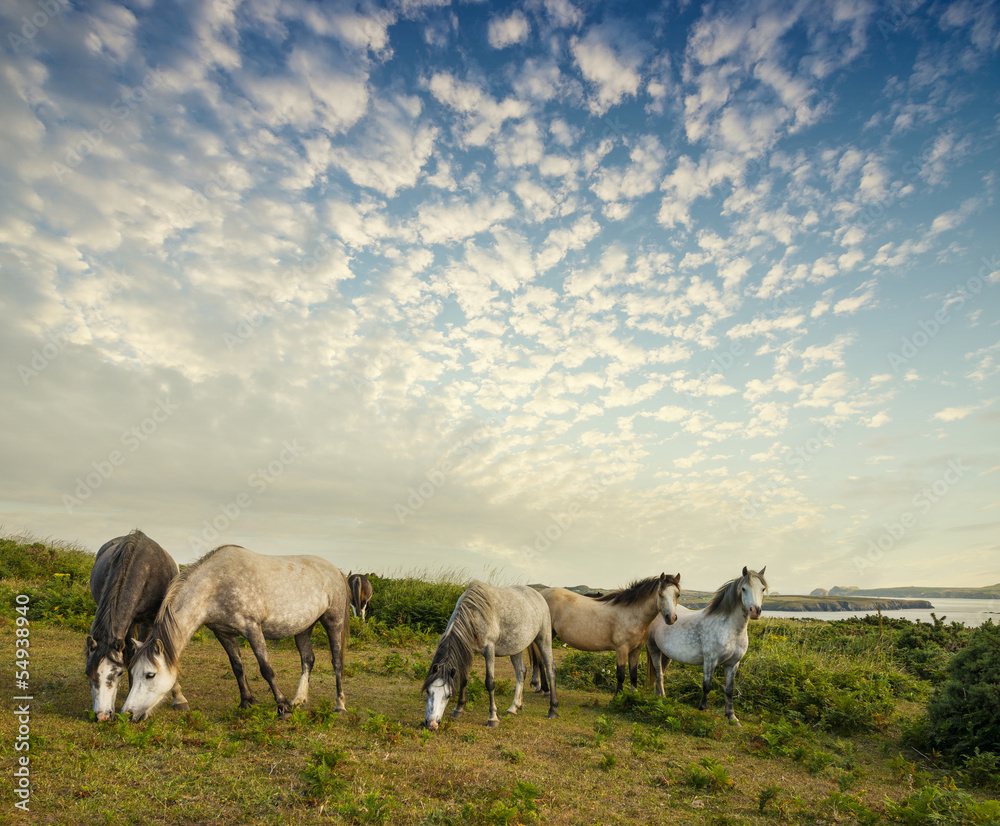 wild horses and beautiful sunset wild horses and beautiful sunset