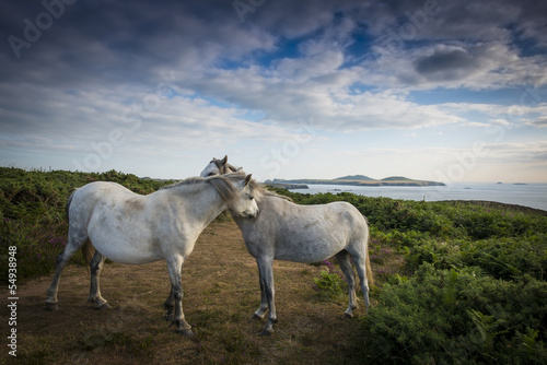 wild horses on the reservation