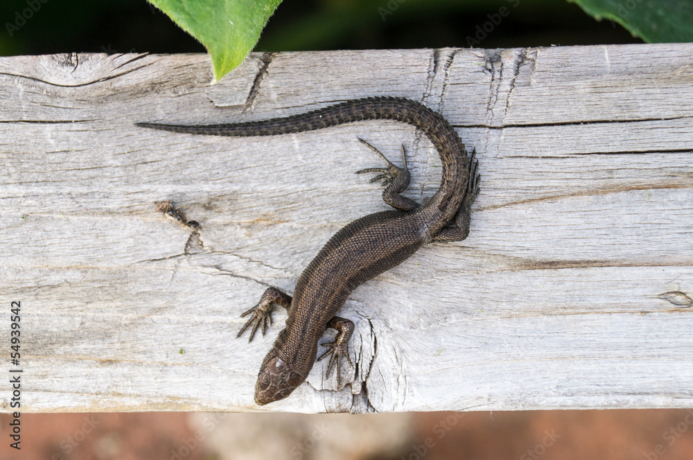 Obraz premium Lizard on a board
