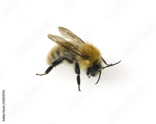 Ackerhummel, Bombus pascuorum, Hummel, photo