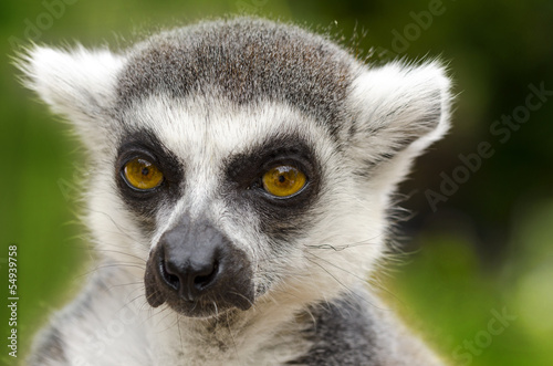 Lemur catta portrait © DrObjektiff