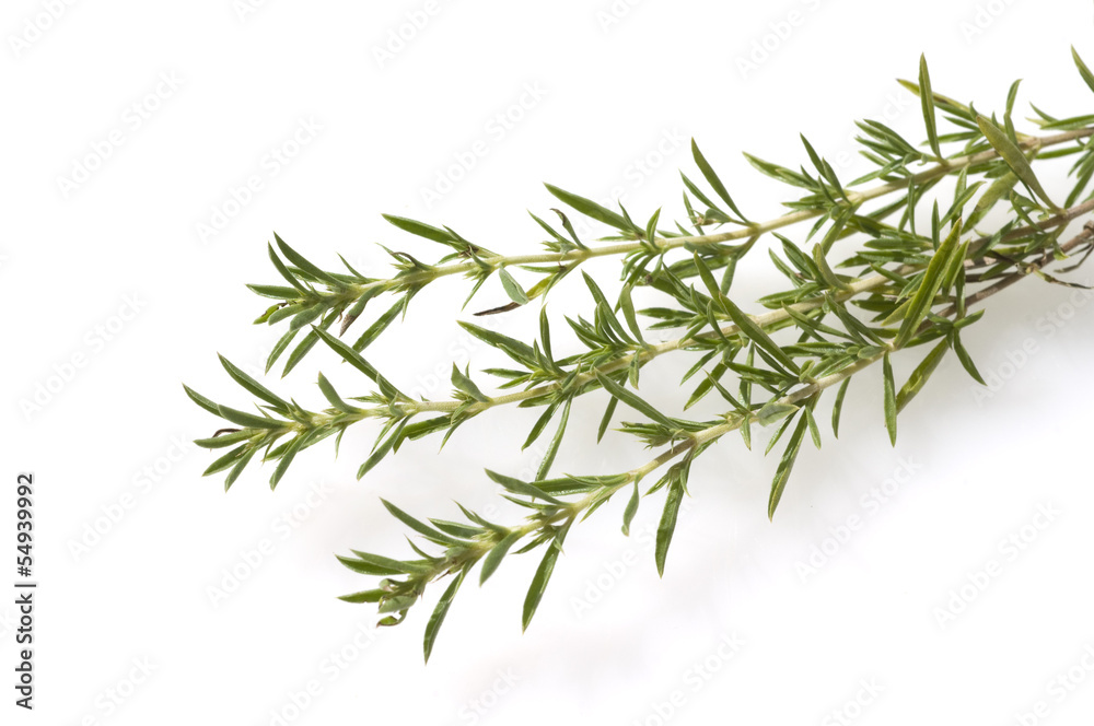 Fototapeta premium Bohnenkraut, Bergbohnenkraut, Satureja, montana,