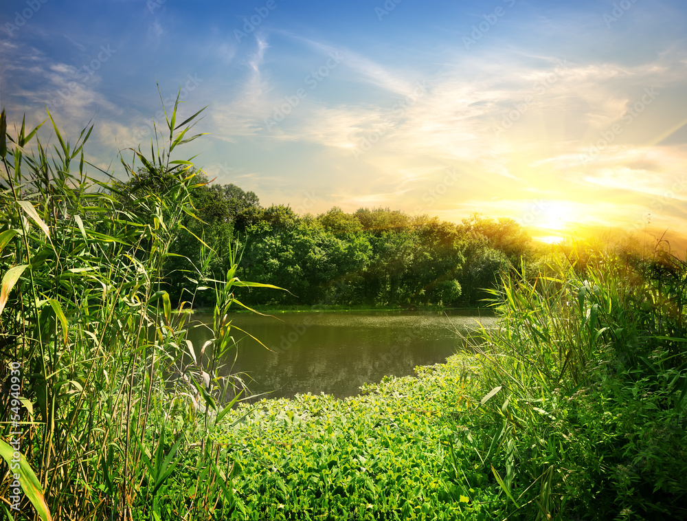Reeds on the River