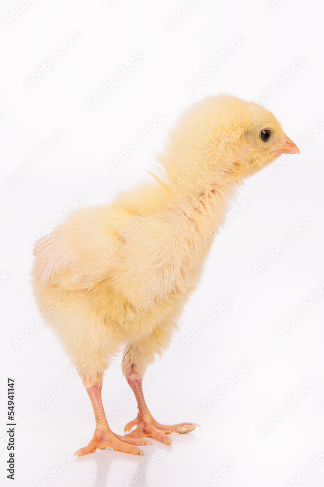 Fototapeta premium Cute little chicken