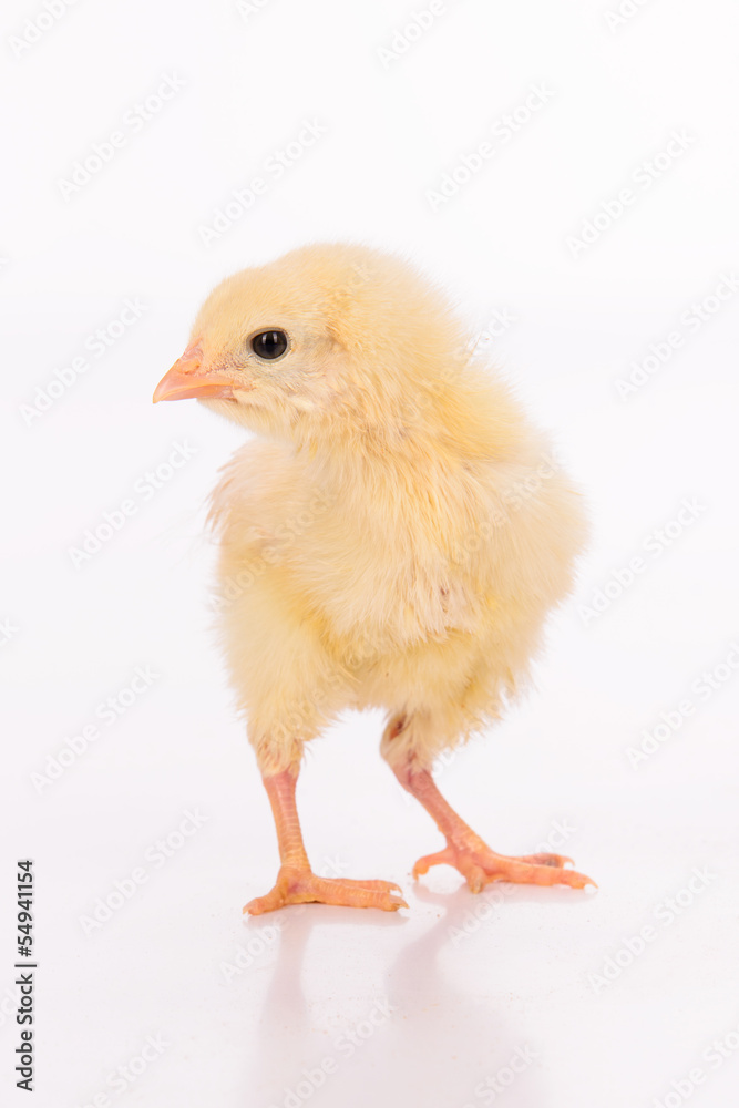 Cute little chicken