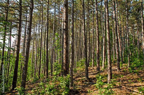 Pine forest