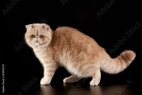 Foto Exotic shorthair cat.  Exotic domestic cat on black background.