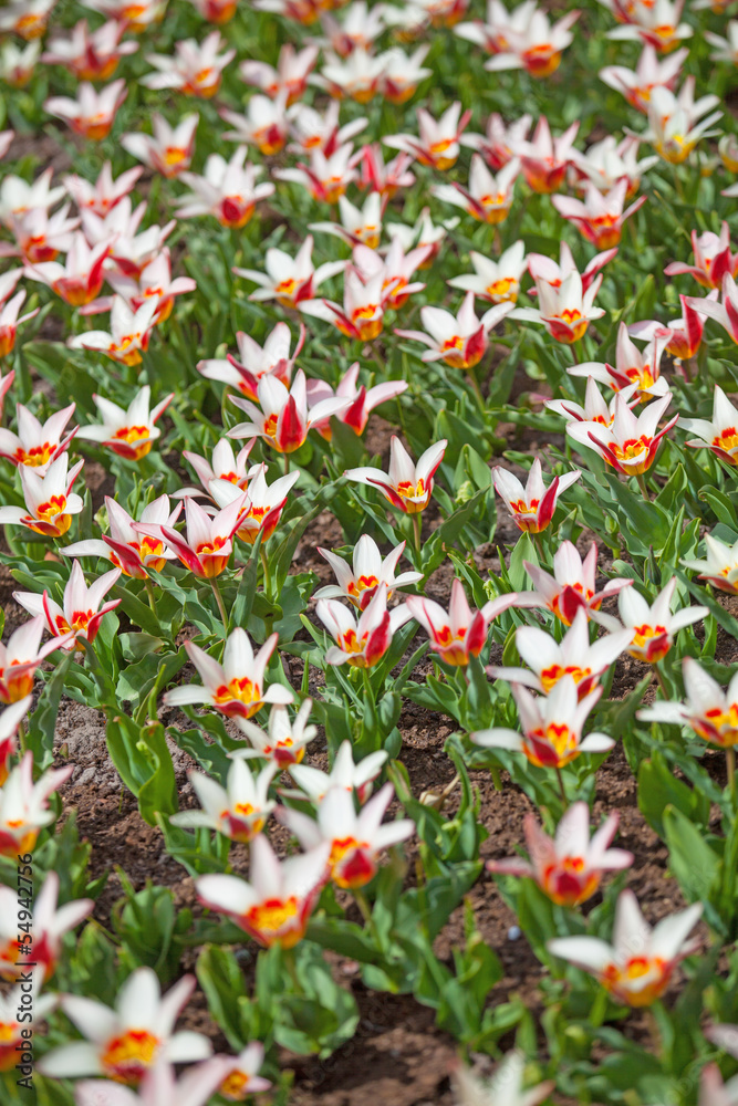 Field of colorful tulips