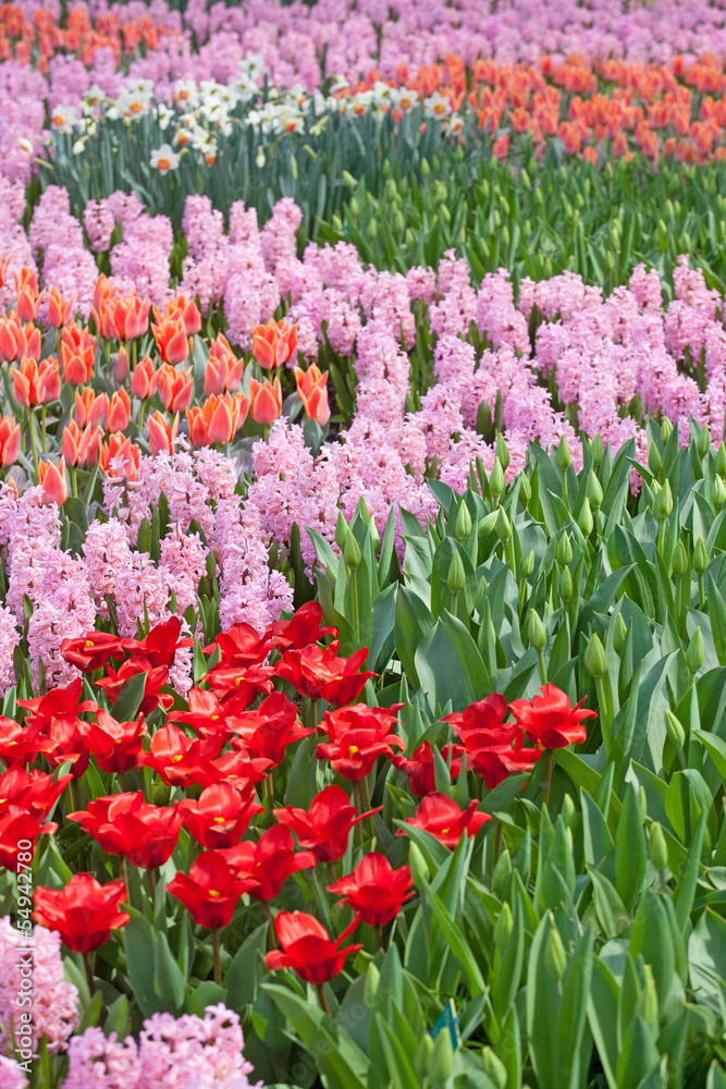 Field of colorful tulips