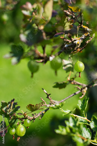 growing gooseberries