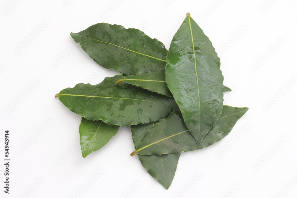 Obraz premium lorbeerblätter