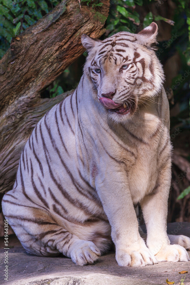 Tiger Licking