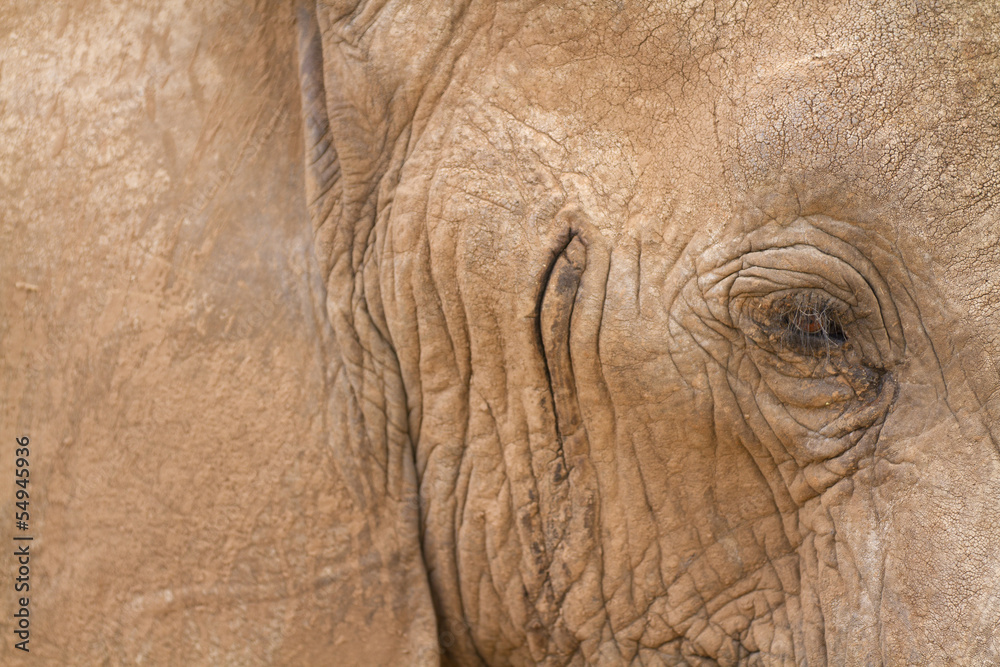 Close-up portrait of elephant Close-up portrait of elephant