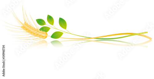 Banner spiga di grano fondo bianco