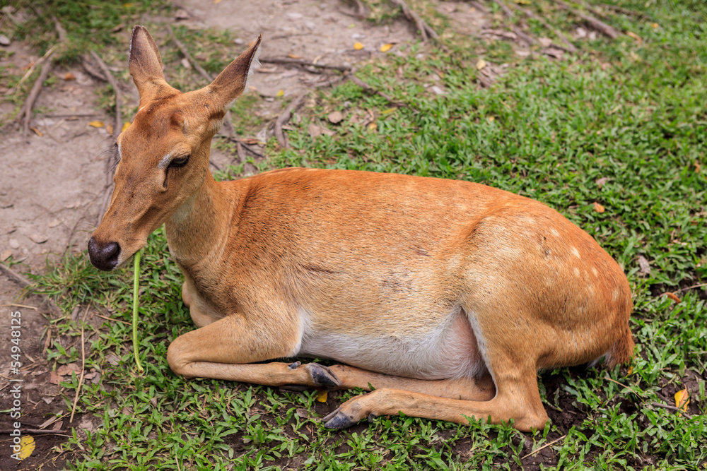 Female antelope on ground in park Female antelope on ground in park