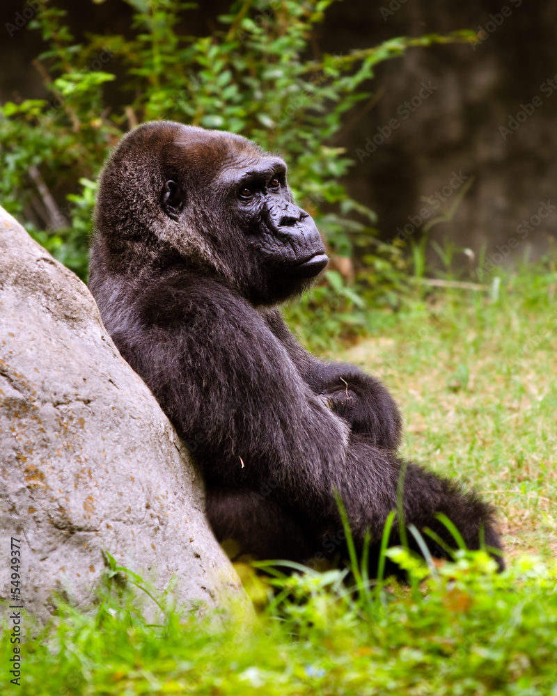 Naklejka premium Portrait of female lowland gorilla