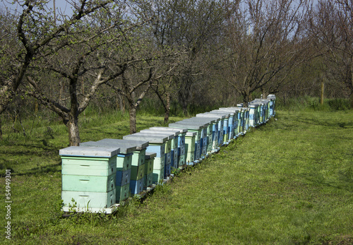 beehives