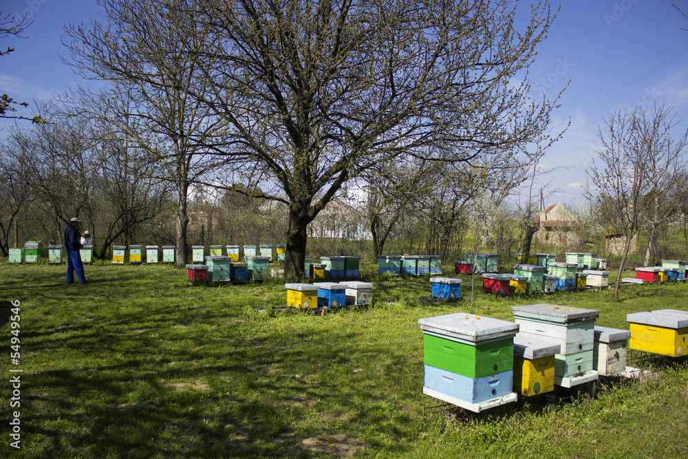 Naklejka premium beehives