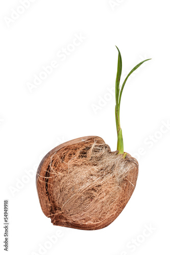 coconut shell with leaves on white background with clipping pat