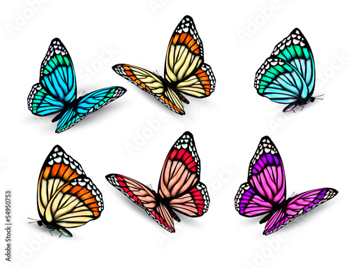 Set of realistic colorful butterflies. Vector
