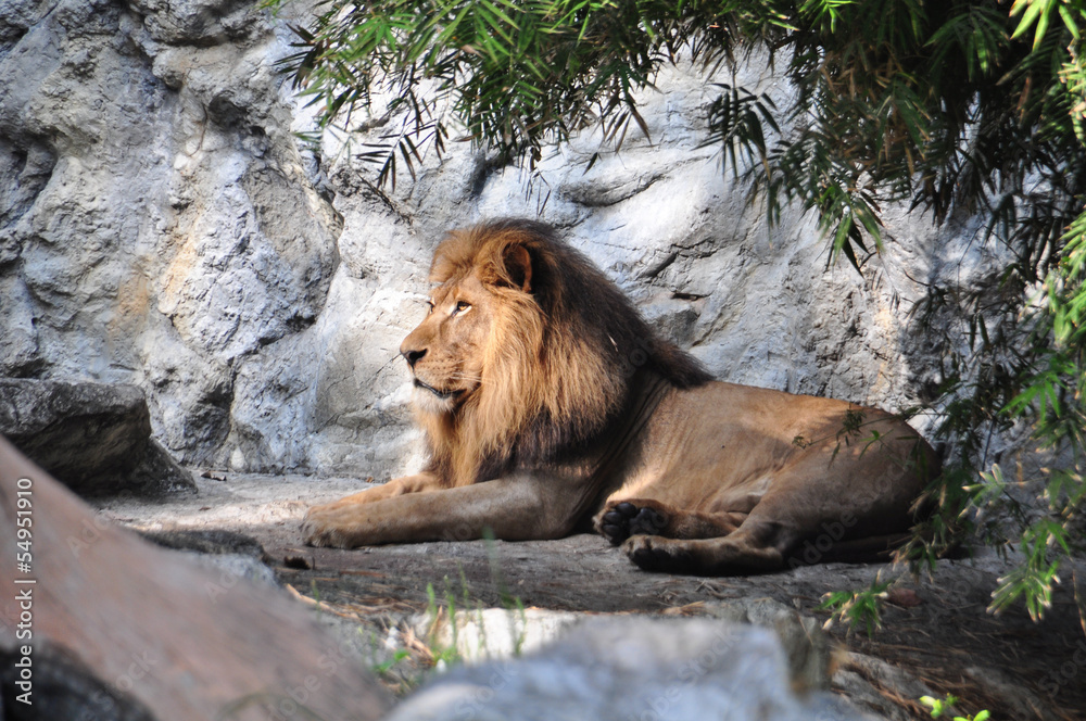 Naklejka premium Profiel of a ralaxed lion