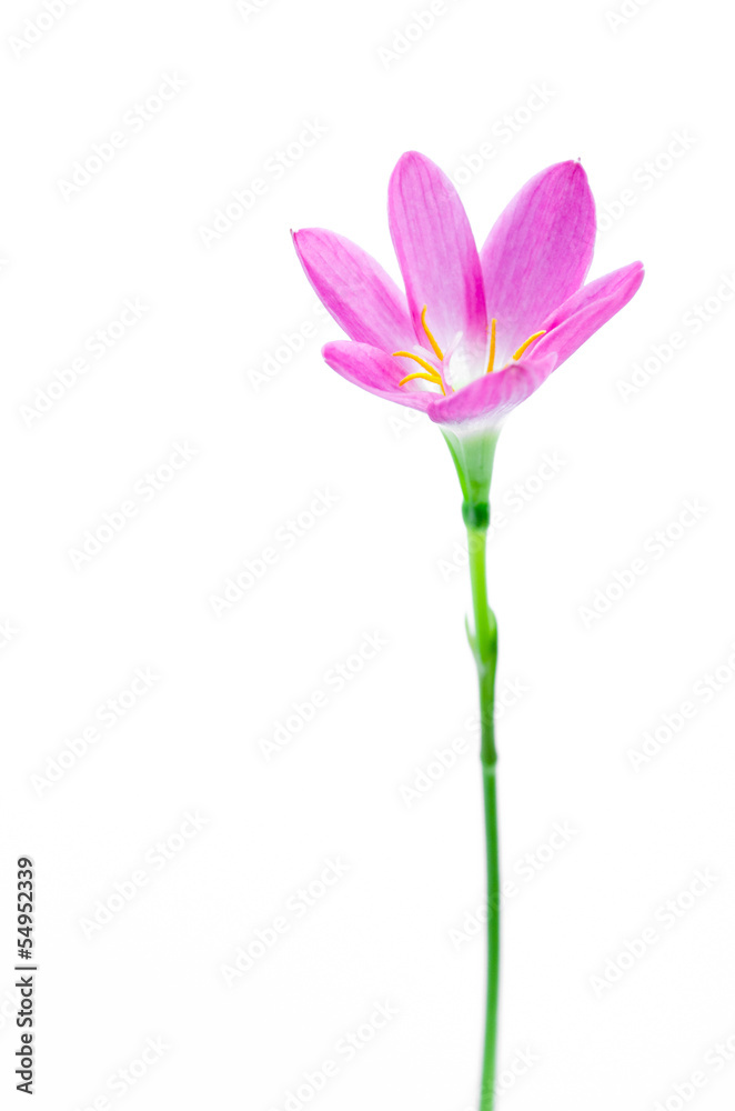 Naklejka premium Rain lily