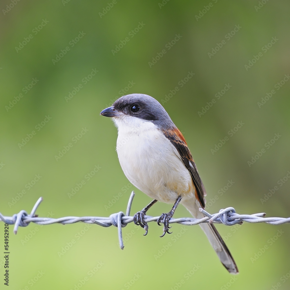 Obraz premium Burmese Shrike