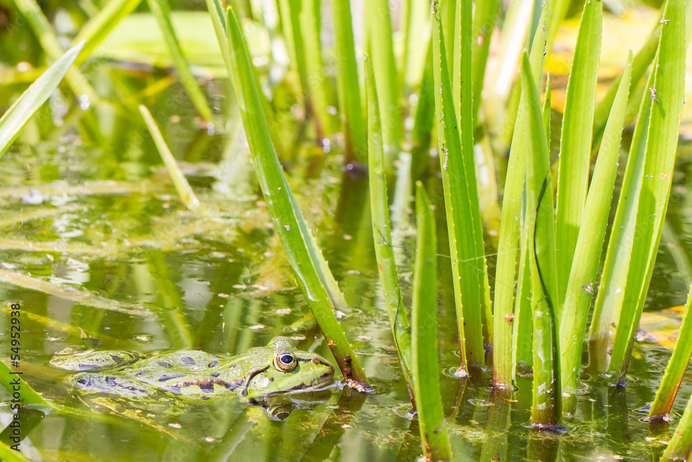 Common Frog (Rana temporaria) Common Frog (Rana temporaria)