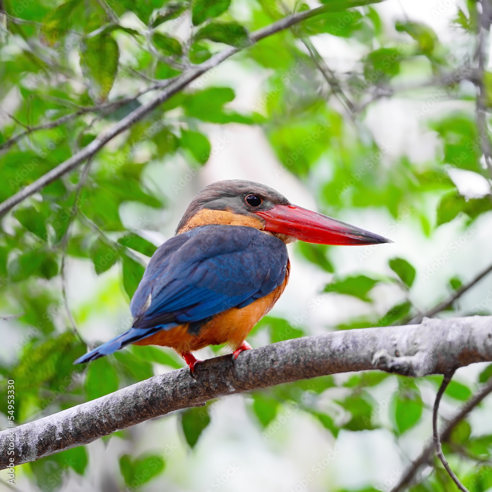 Stork-billed Kingfisher