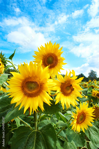 Yellow sunflowers and blue sky