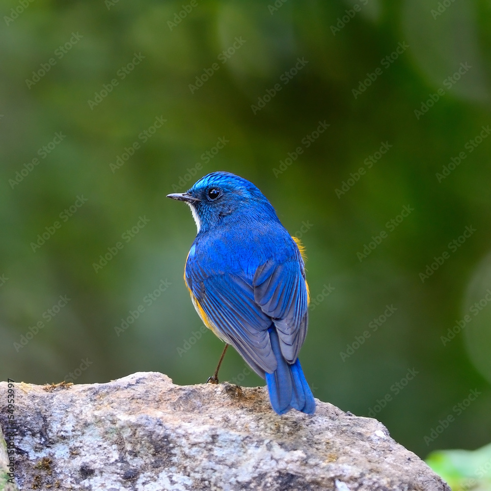 Himalayan Bluetail