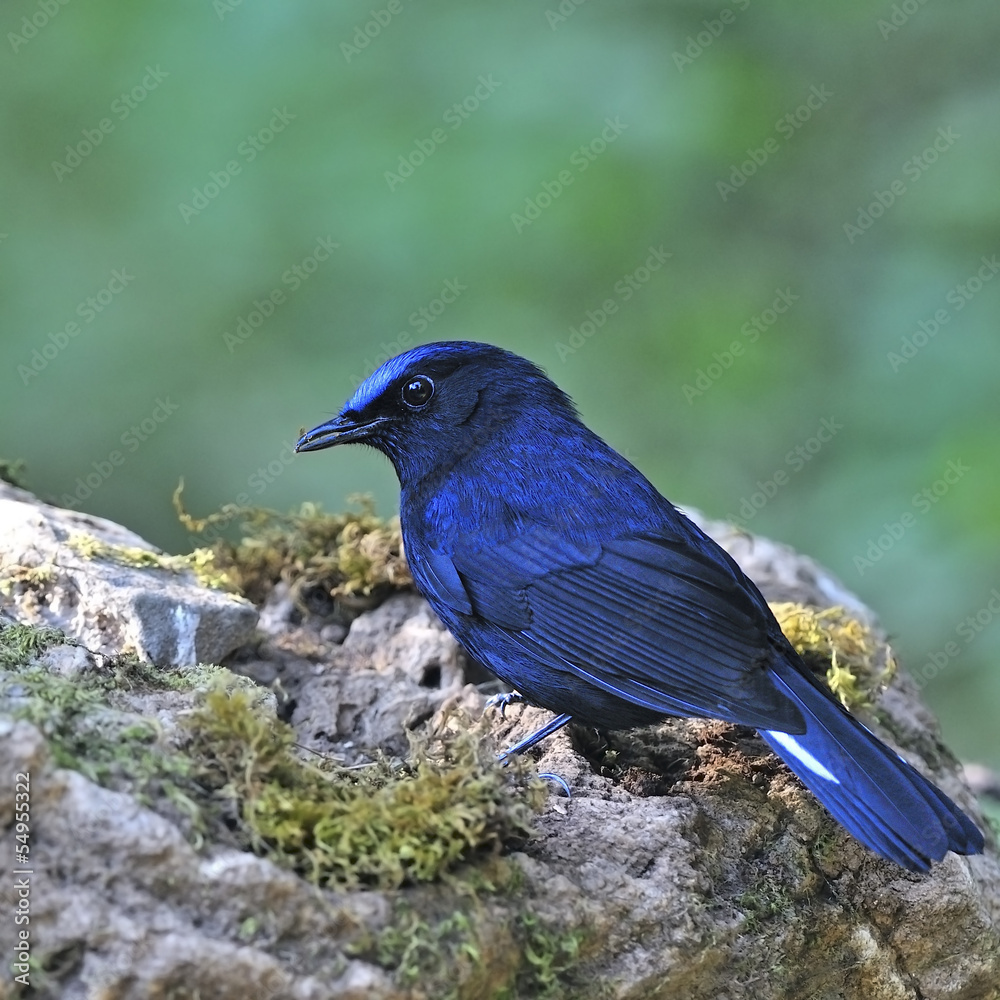 male White-tailed Robin