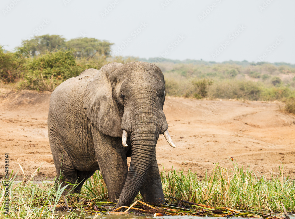 Obraz premium elephant