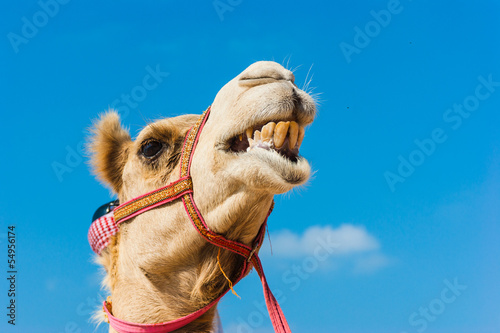 Vászonkép The muzzle of the African camel