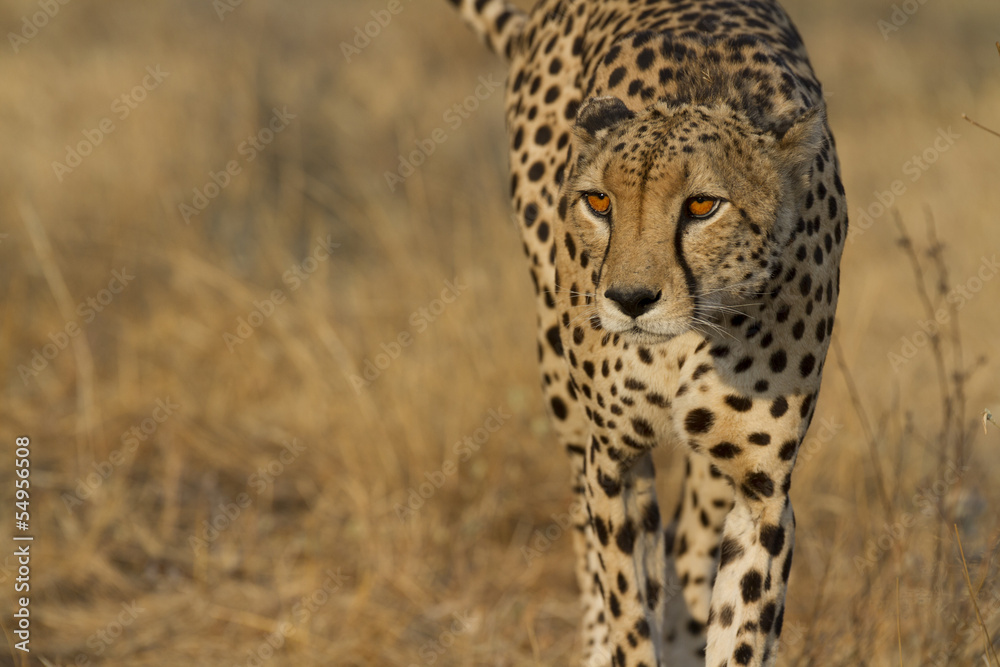 Naklejka premium Cheetah on patrol