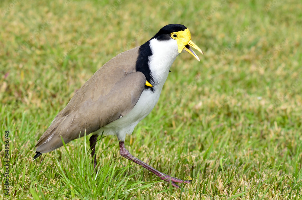 Birds - Masked Lapwing Birds - Masked Lapwing