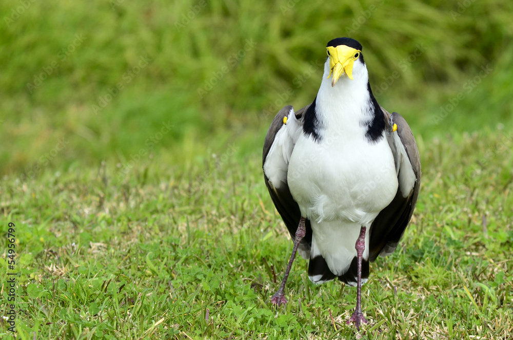 Naklejka premium Birds - Masked Lapwing