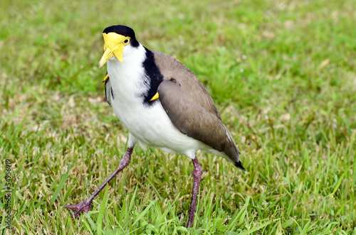 Birds - Masked Lapwing