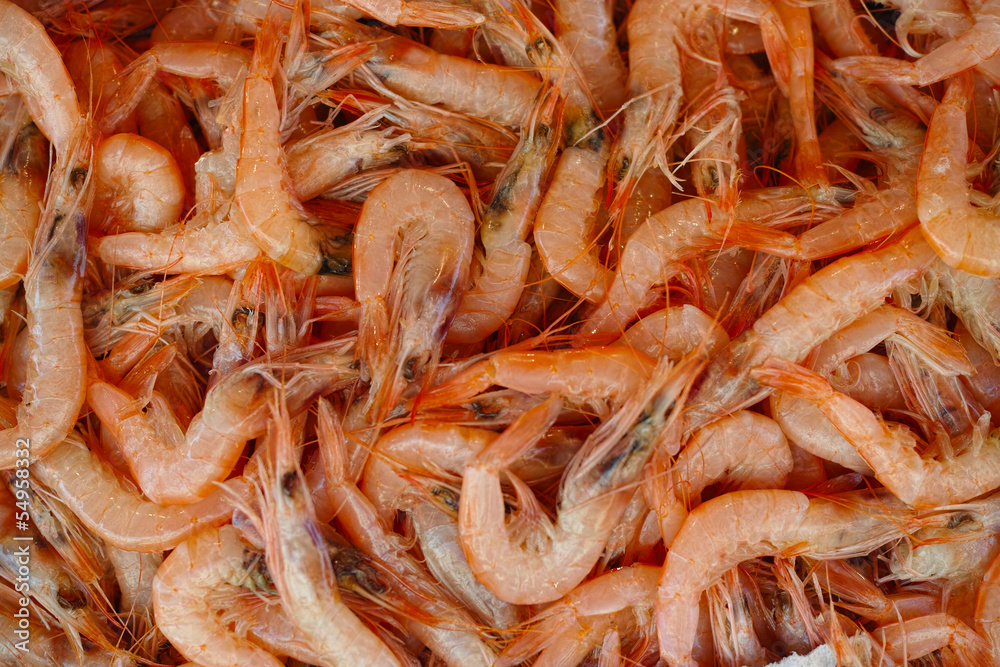 red sea shrimps background