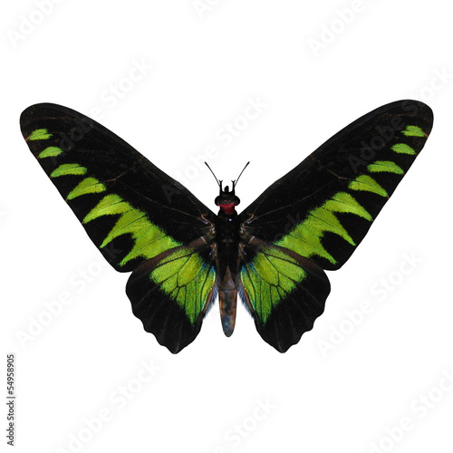 Rajah Brooke's Birdwing photo