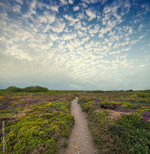 flowering heath and a beautiful sunset